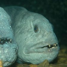 ROV - film under vann